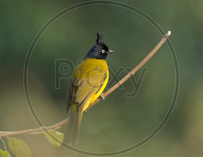 Black-Crested Bulbul On A Perch With Back-Facing