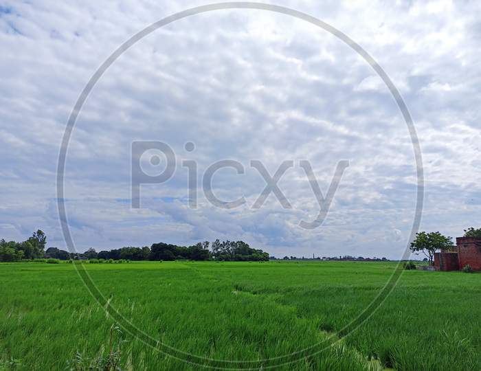Crop field