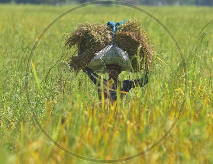 farmer carries harvested paddy in Nagaon District of Assam on Nov 10,2020.