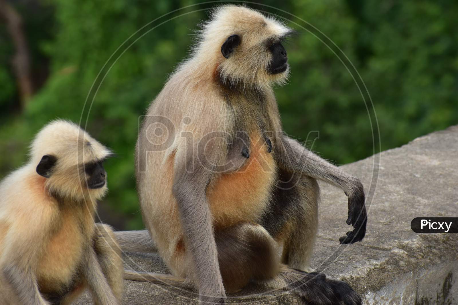 macaque/monkey