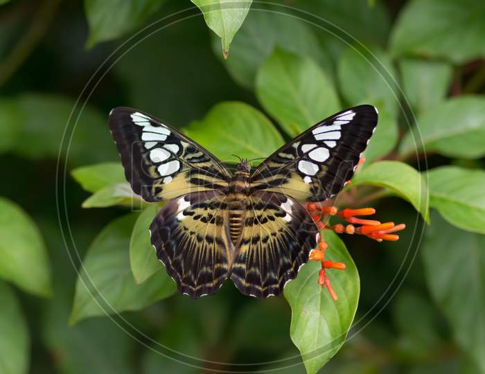 Clipper Butterfly At Rest