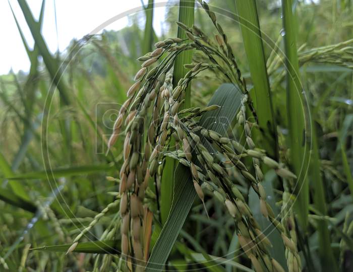 Rice plant india