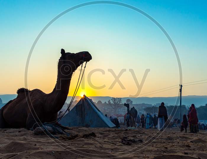 A Golden Sunrise At Pushkar Camel Festival