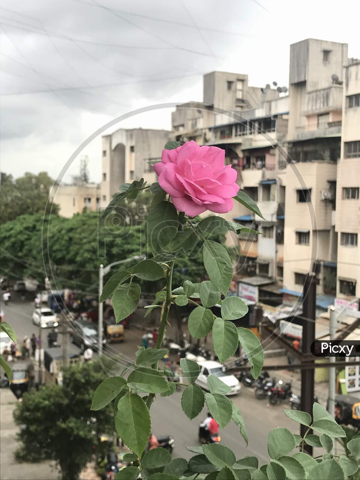 Pink as this rose