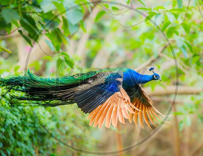 Flying shot of beautiful indian national bird peacock