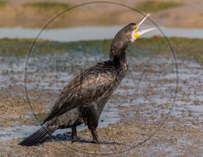 Great Cormorant Calling