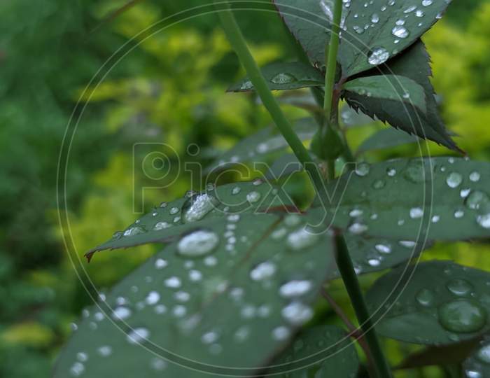 Plant at rainy