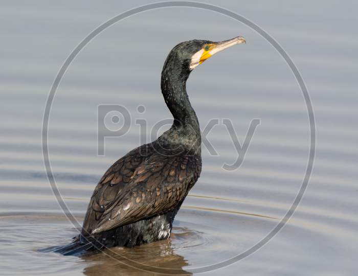 Great Cormorant Wading In Shallow Water