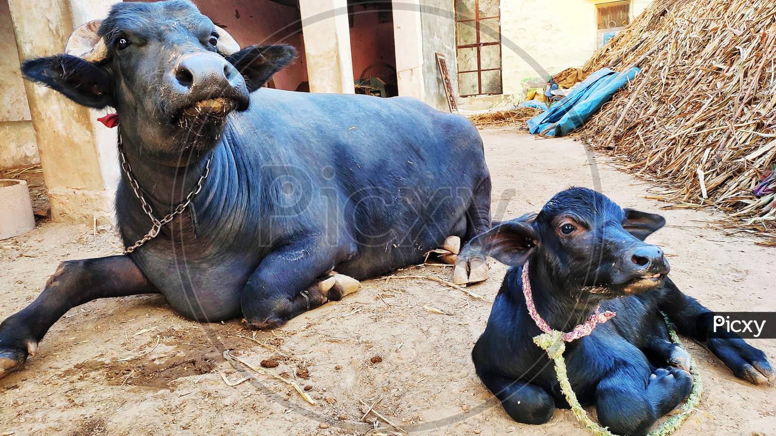 A mother and her new born cute baby Buffalo