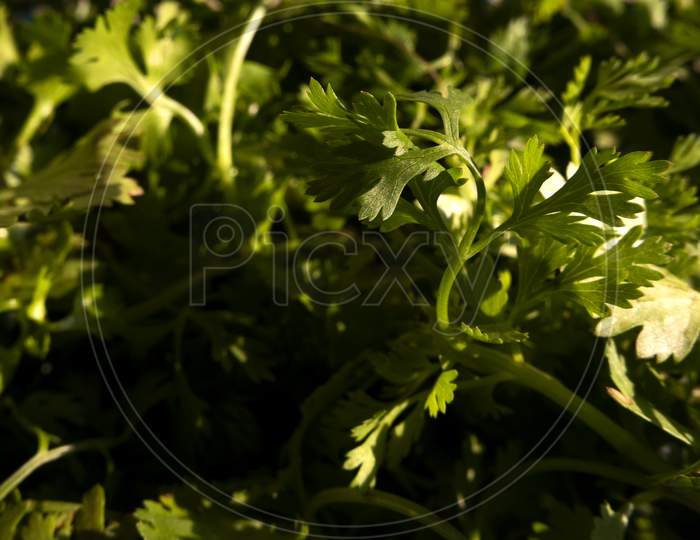Close Shot Of Coriander Leaves Isolated