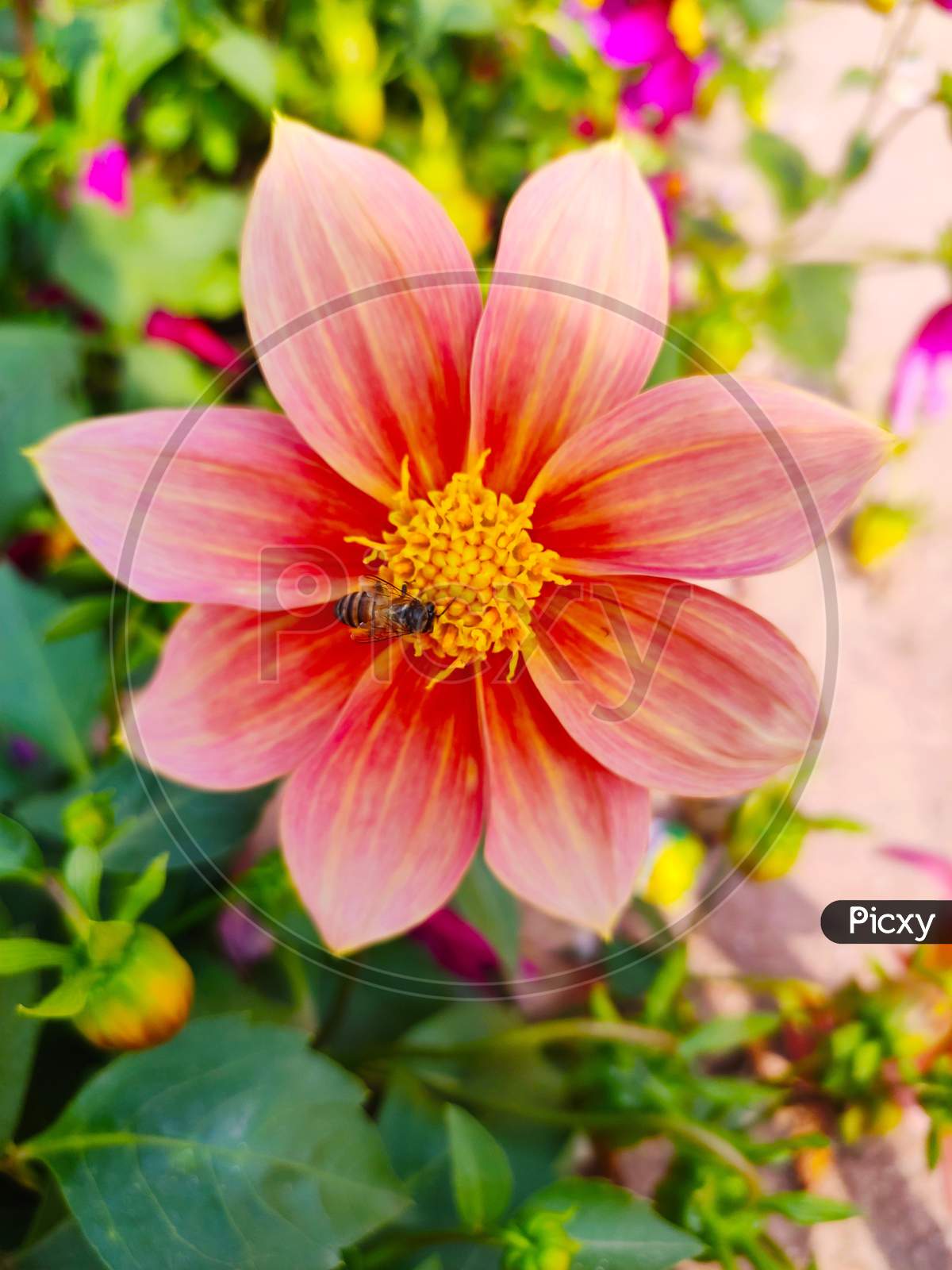 Bee sucking nectar from flower