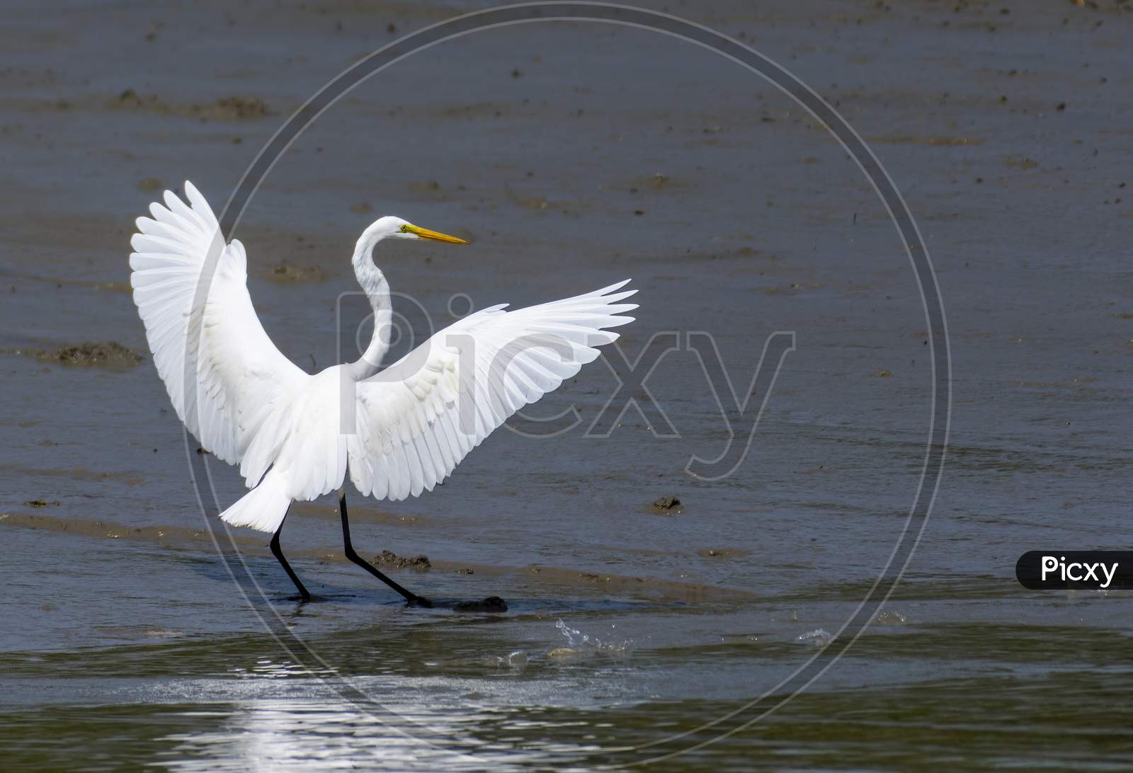 Great Egret Dance