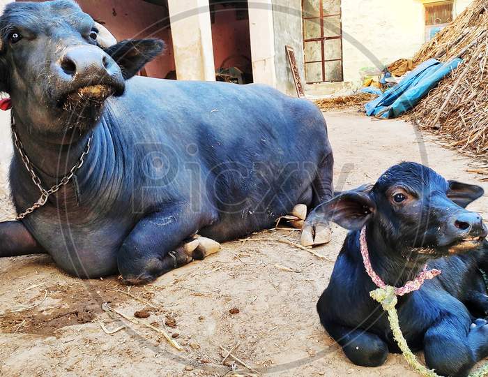 A mother and her new born cute baby Buffalo