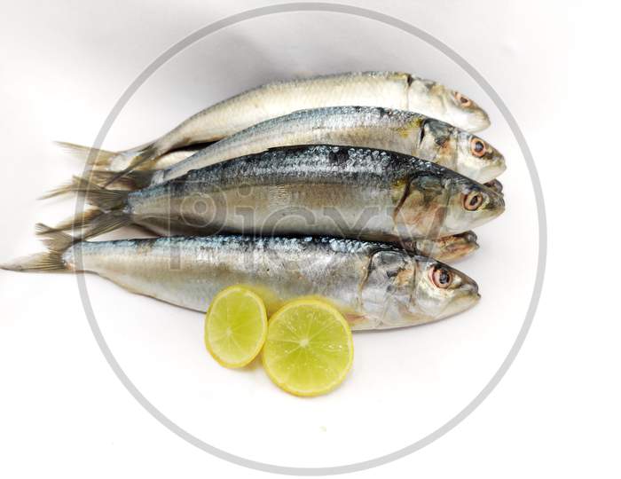 Close Up View Of Fresh Indian Oil Sardine Isolated On White Background,Decorated With Herbs And Vegetables.