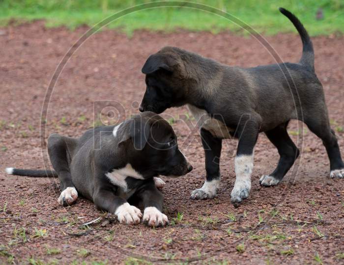 Pair Of Playful Puppies