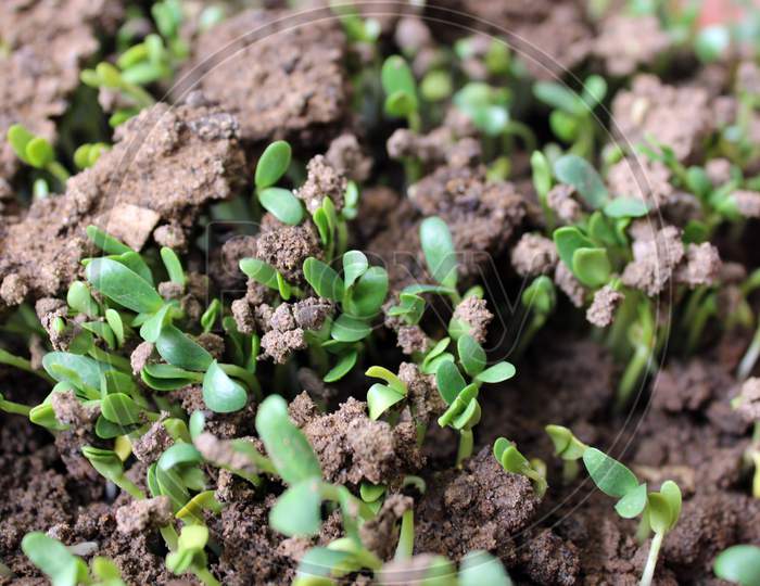 Methi Seeds Fenugreek leaves New, Young Sapling
