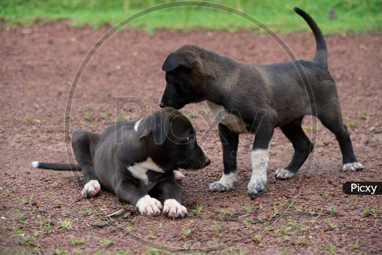 Pair Of Playful Puppies
