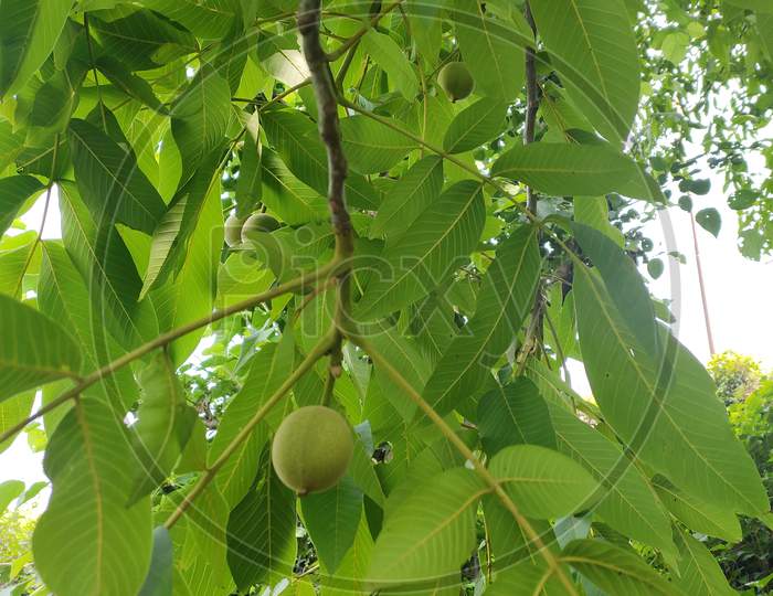 walnut tree having unripen walnut