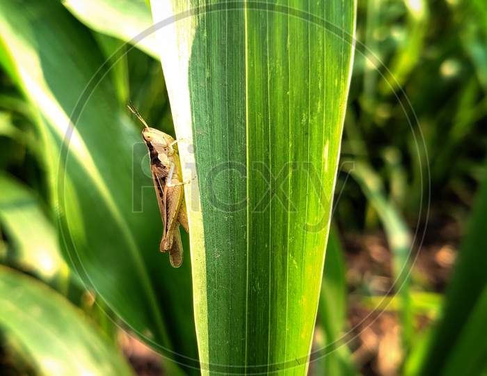 Insect on corn leaf.