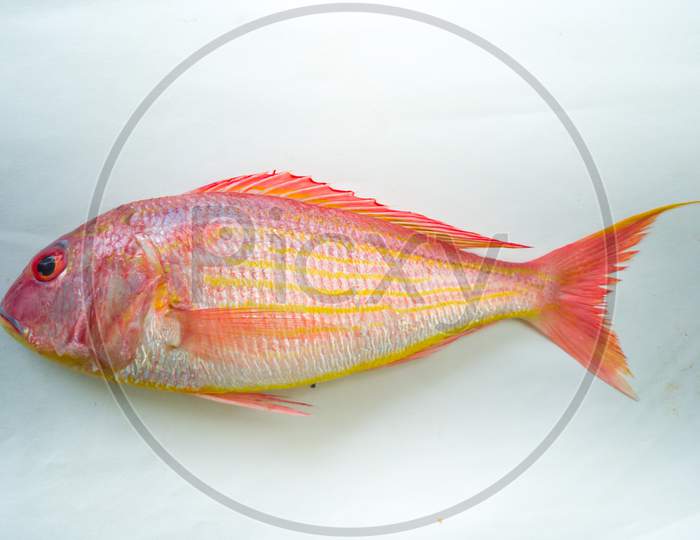 Fresh Pink Perch Fish Isolated On A White Background.