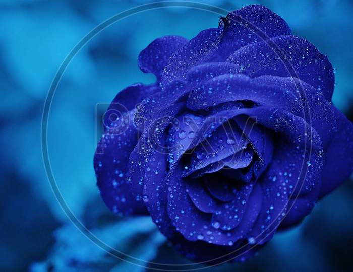 Blue rose water