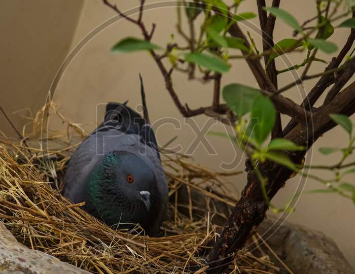 A common rock dove (pigeon) sitting in the nest under the tree