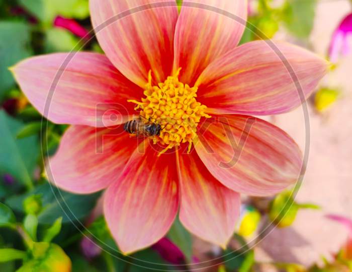 Bee sucking nectar from flower