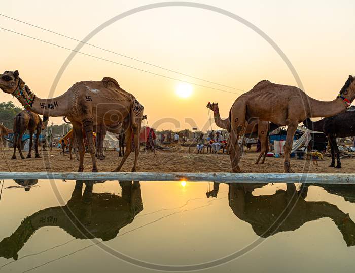 Reflection Of A Camel At Pushkar Camel Festival