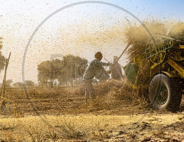 Harvesting Crops In India