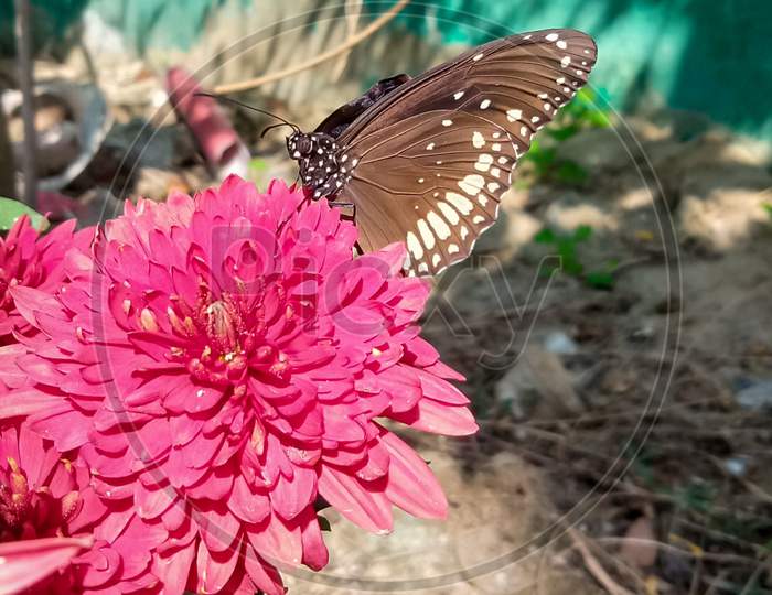 Beautiful butterfly sitting on a Dahlia flower