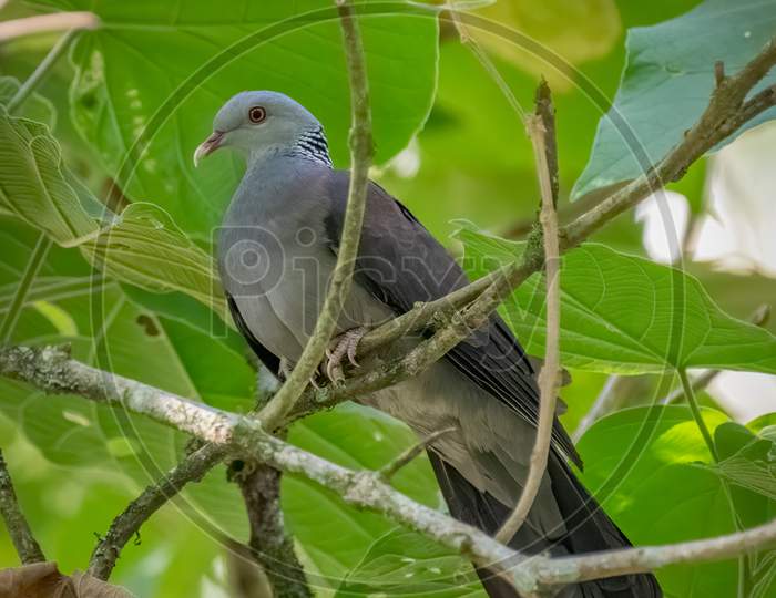 Nilgiri Wood Pigeon Perched On A Branch