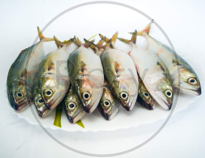 Close Up View Of Fresh Indian Mackerel Fish On A White Plate.White Background.