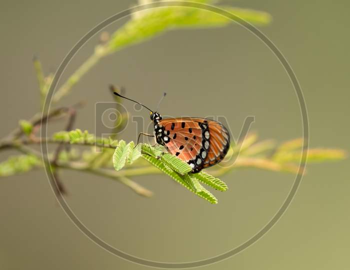 Tawny Coster Butterfly Resting On Leaves