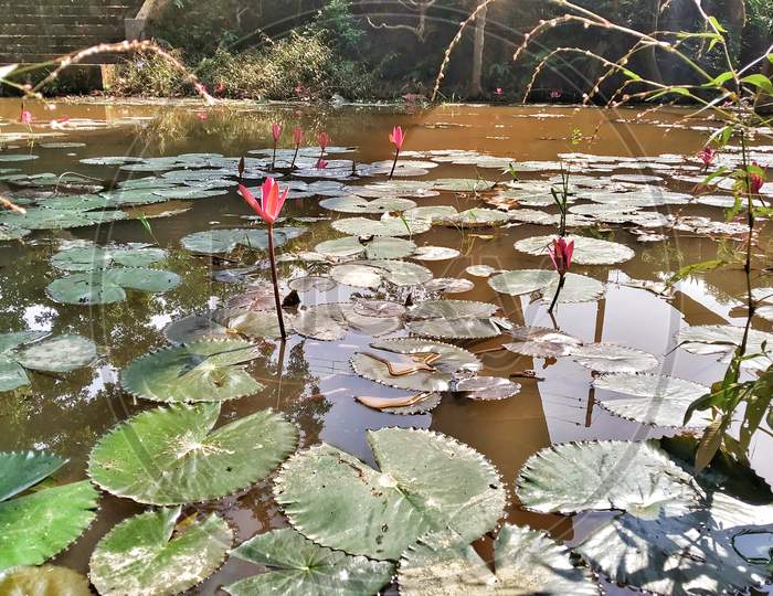 Beautiful Lotus Flower In Water.