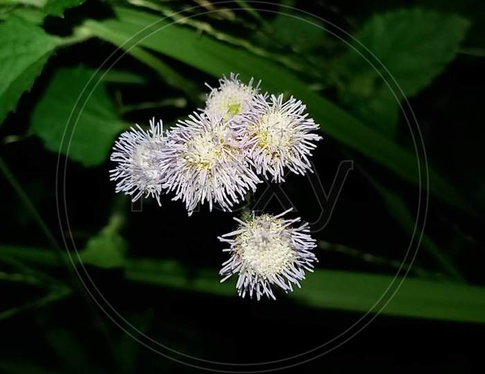 Ageratum flower