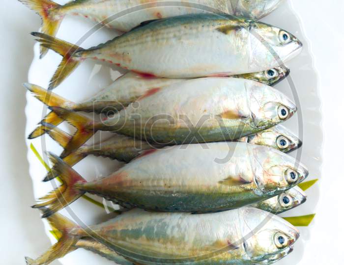 Close Up View Of Indian Mackerel Fish Decorated On A White Plate.White Background.