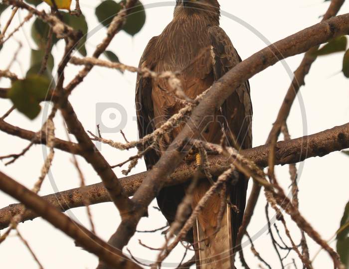 Brown Colored Black Kite On The Tree