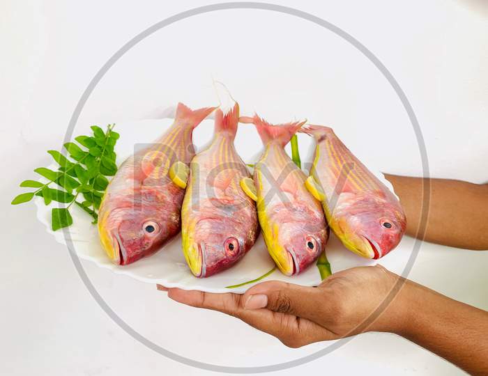 Fresh Pink perch Fish Decorated With Lemon Slice And Herbs.