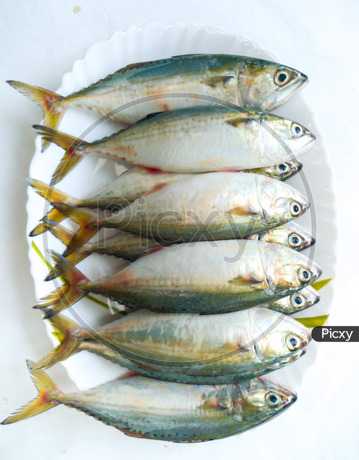 Close Up View Of Indian Mackerel Fish Decorated On A White Plate.White Background.