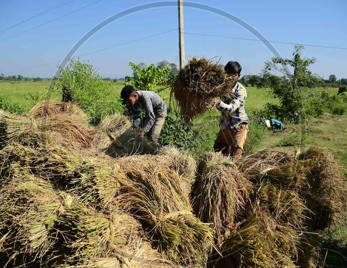 Farmer with his  bunches of paddy after harvesting from a field  in Nagaon District of Assam on Nov 10,2020