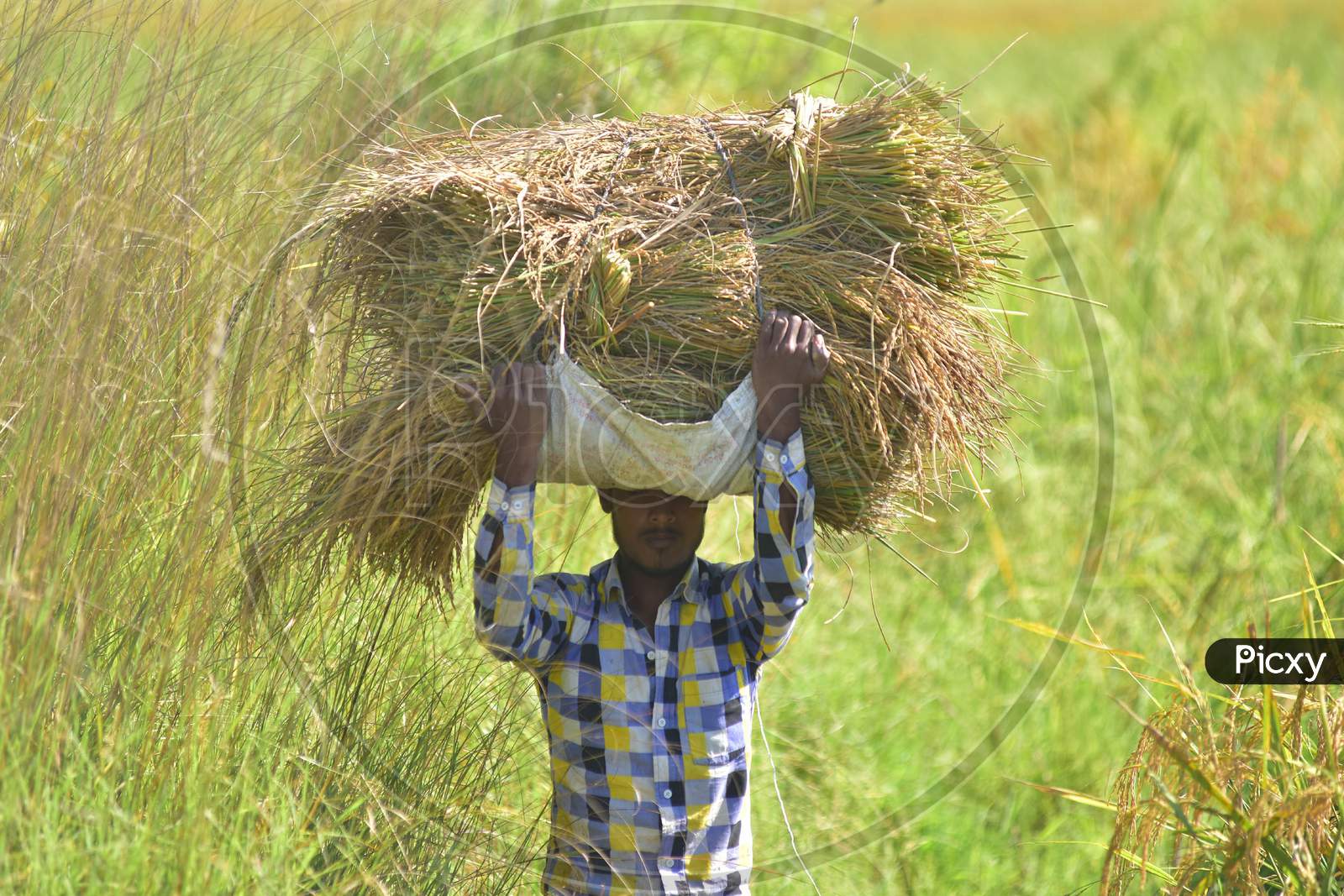 farmer carries harvested paddy in Nagaon District of Assam on Nov 10,2020.
