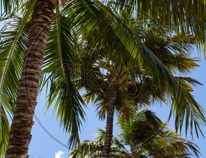 Numerous Canopies Of Palm Trees On The Beach. Foliage Of Coconut Trees.