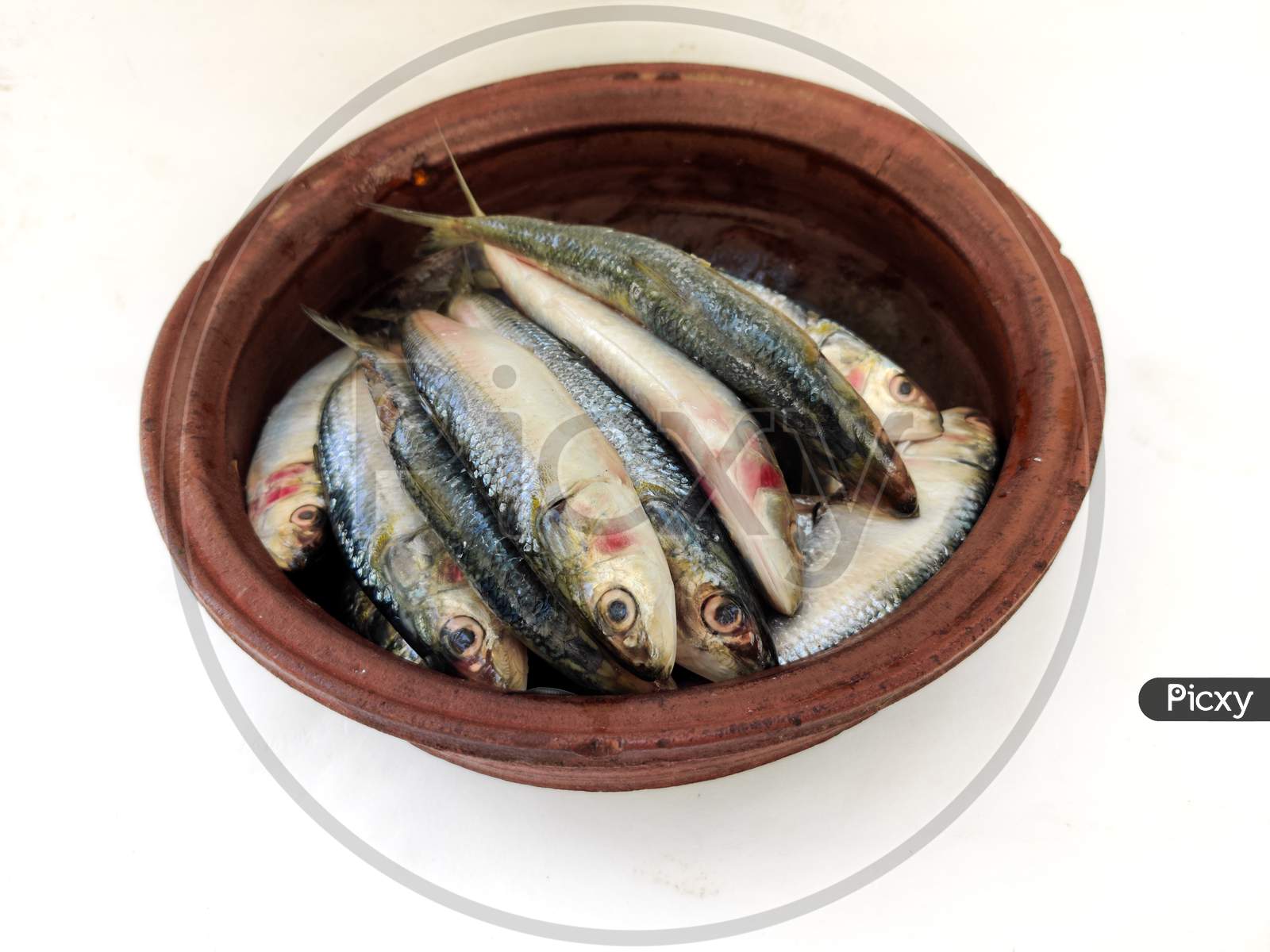 Close Up View Of Fresh Indian Oil Sardine On A Sand Pot,White Background.