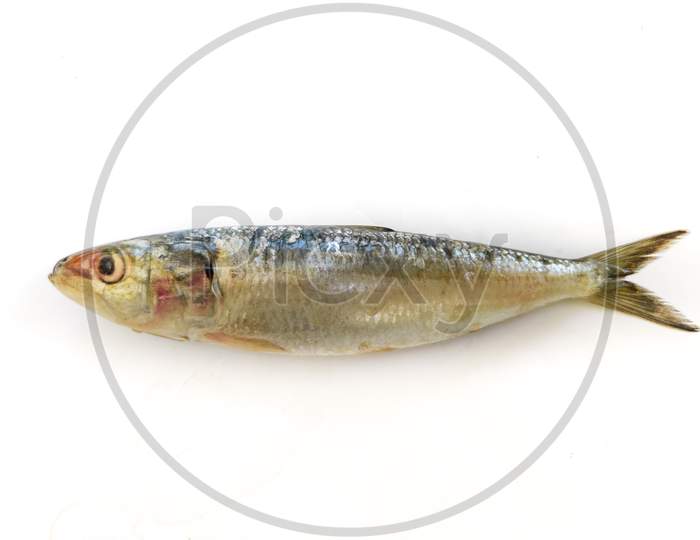 Close Up View Of Fresh Indian Oil Sardine Isolated On A White Background.