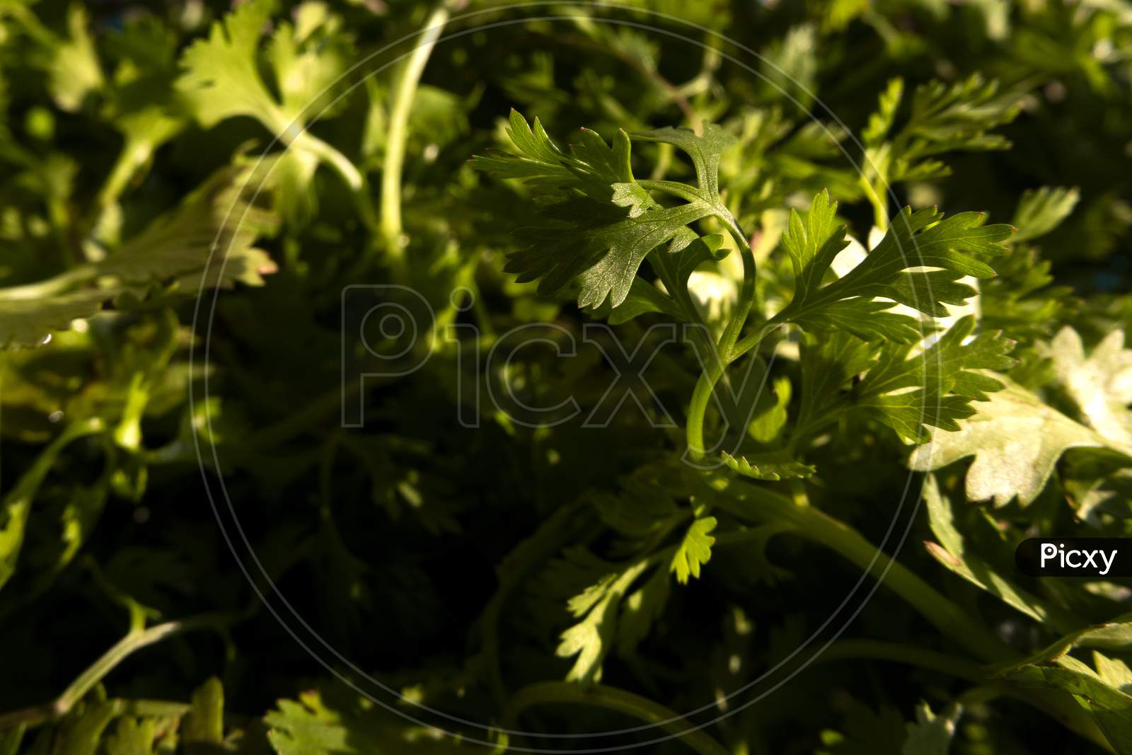 Close Shot Of Coriander Leaves Isolated