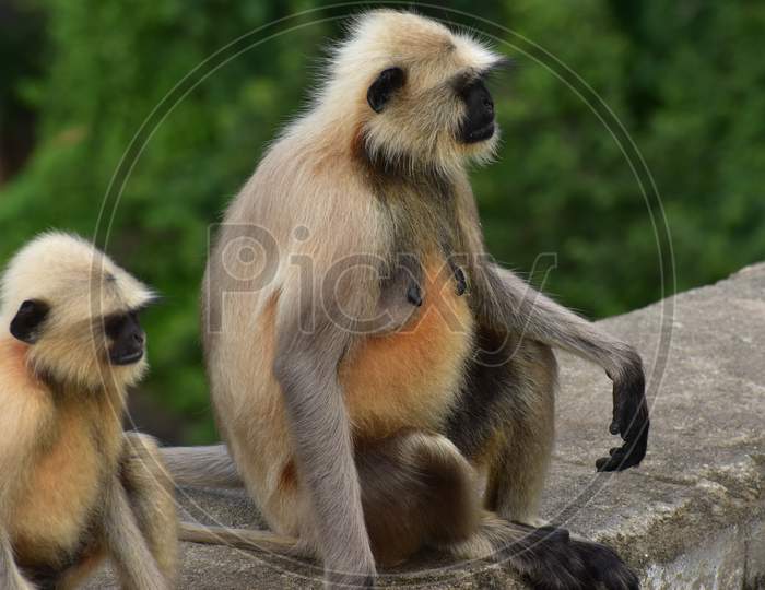macaque/monkey