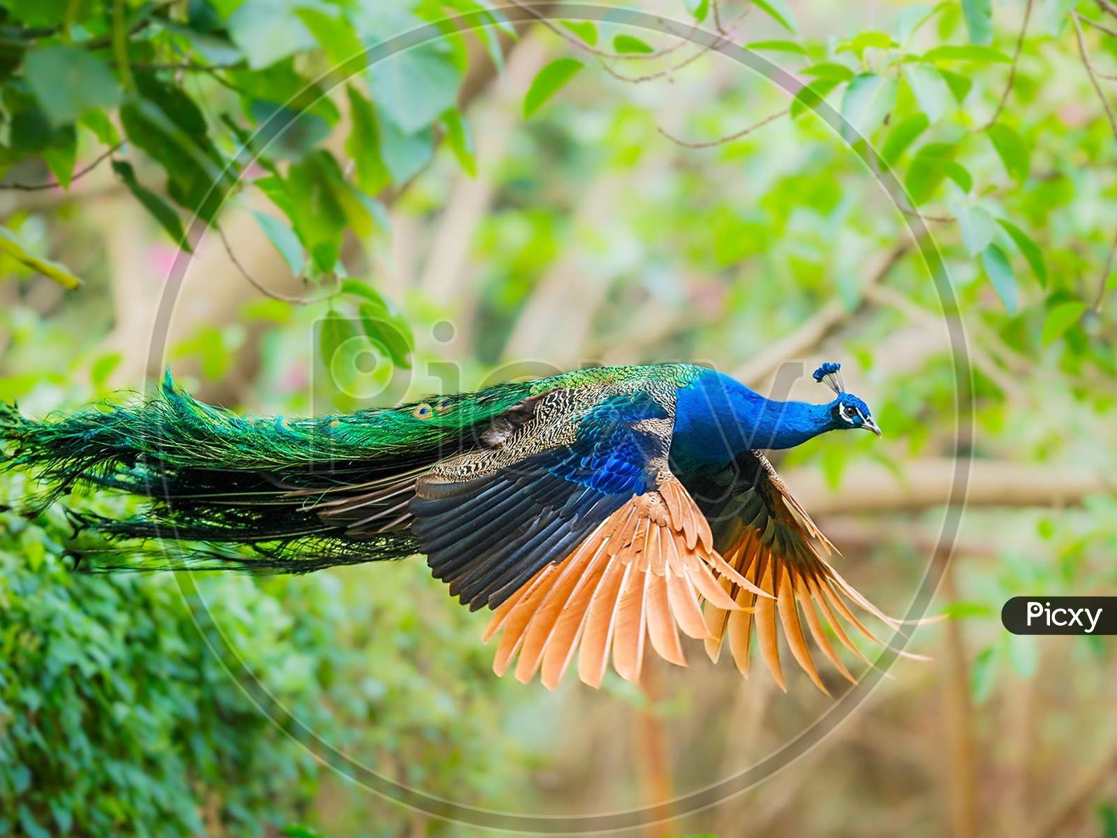 Flying shot of beautiful indian national bird peacock