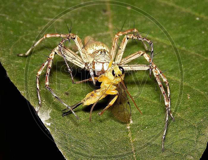 Oxyopes salticus