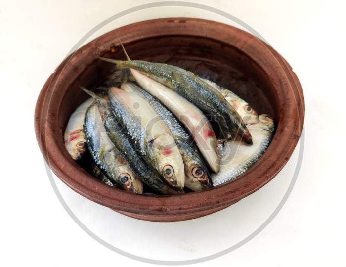 Close Up View Of Fresh Indian Oil Sardine On A Sand Pot,White Background.