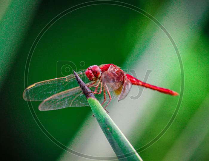 dragon fly (macro)